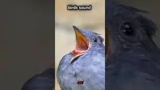 real bird sound 🐦🙀😱#birdsofprey #real #sound #shortsbeta