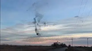Murmurations in Davis, CA area -  Day 4