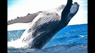 Deep Dive Into The Ocean Ecosystem With The Giants - Presentation and slides