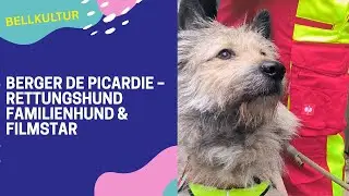 Berger de Picardie – Rettungshund, Familienhund & Filmstar