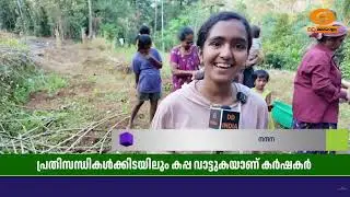 ഇടുക്കിയുടെ സ്വന്തം കാർഷികോത്സവമാണ് കപ്പവാട്ട് | Idukki