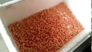 Commercial meat cube cutting machine