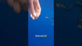 Cleaning up marine debris with @juansharks 🙏🏽💙🦈 #sharkdiving #oceancleanup #savetheocean