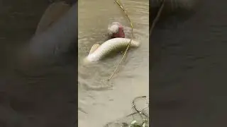 big monster cat fish catching 🤔 #notramaiyavastavaiya #shorts #trendingshorts #bigfish