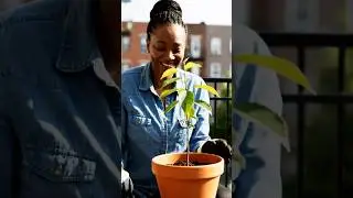 Planting a plant 👀🌸 #viralshort #exploretrending #subscribe #tree #fly #satisfying