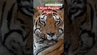 5 most popular Tigers India 2025 | Chota Matka | Hercules Biggest Tiger | Bandhavgarh | Kaziranga |