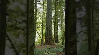Forest | Short video part number 5 | Singing Birds | For sleep and midsection | #Shorts