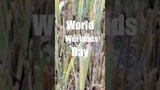 Птицы наших водно-болотных угодий!