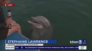 Immersive education with sharks, dolphins, & sealions at Sea Life Park