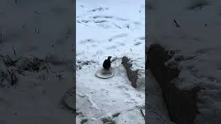 Kot zostawił, kos dojadł | Blackbird steals cat food in winter | Amsel frisst | Merle mange snow