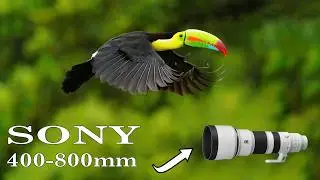 Объектив SONY 400-800 мм для фотосъемки птиц в Коста-Рике