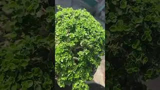 SANCANG the max 30cm ‼️#belajarbonsai #bonsaisancang