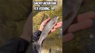 Deep Fog Drive to a Secret Trout Stream 🤫 (Fly Fishing Paradise) #fishing #flyfishing #rainbowtrout