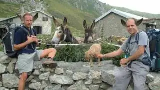 Monte Guglielmo (BS) Asini Esemplari Rari