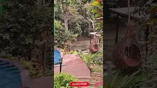 UBUD BALI 🇮🇩 MEMORIES of PARADISE 🙏 JUNGLE RIVER VALLEY 🥰 #accomodation #nature #landscape