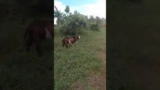 GOAT FARMING