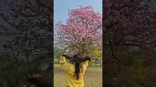 The Pink Tree🌸 at #aligarhmuslimuniversity #love #life #shorts #viral #song #like #reels #youtube