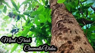 4k HDR Nature Scenery | Mind Relaxation Nature | Cinematic video |