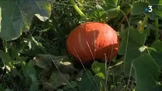 C'est la cueillette du potiron &agrave; Cappy dans la Somme !