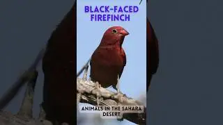 Black-faced Firefinch  #travel #sahara#animals  #wanderlust #saharadesertmorocco #adventure #africa