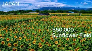 【ЯПОНИЯ：Подсолнух】Прогулка в 4K по подсолнуховому полю　　550 000 подсолнухов ждут вас　JAPAN TRAVEL