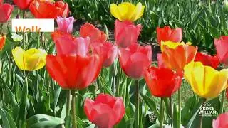 Spring Flower Festivals | Prince William, Virginia