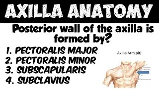 Axilla Anatomy || #fmge #42 #anatomy