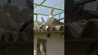 Sky Banter Breed 🕊️🕊️ #madrasi_pigeon #andhra_pigeon