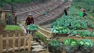 От нуля до обильного урожая 🌾 | Путешествие по превращению огорода в сад за 120 дней
