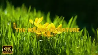 Golden Crocus & Gentle Grass | 5 Hours of Nature&rsquo;s Spring Serenity 🌿💛