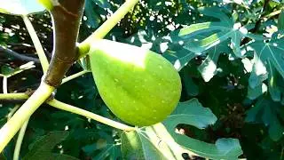 Ernte Birnen-Feige Dalmatie (Ficus carica) kroatische Feigensorte. Panasonic Lumix dc-fz82/83