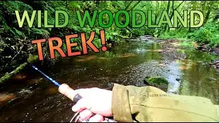 Sea Trout Pursuit Escalates: Rain Ignites Hope in Ireland&rsquo;s Epic Woodland