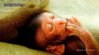 Poor newborn monkey Olala is sucking finger instead milk cos mom hurt abdomen can't breastfeed