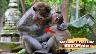 OMG! Mother Monkey Drinks the Baby&rsquo;s Milk,@monkeyscorner