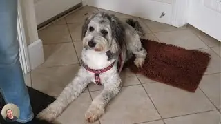 Stop Jumping: Train Your Dog to be Polite