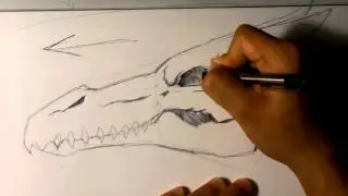 How to Draw a Dragon Skull - Skull Drawings