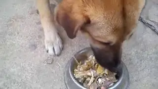 My dog eating Chicken Bones