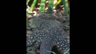 Goanna Walks Away  #shorts