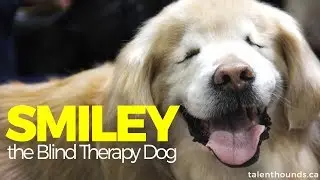How Smiley the Amazing Blind Therapy Dog brought Smiles to Millions