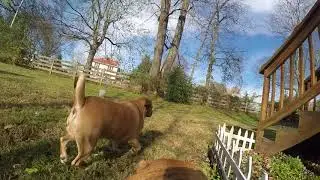 Harley the Puggle wearing the GoPro Dog Cam