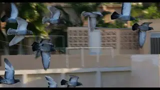 pigeon project