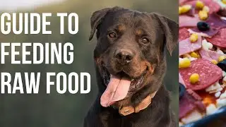 Extremely Useful Tips For Rottweiler Raw Feeding
