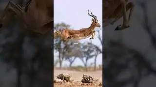 #deer #best #discovery