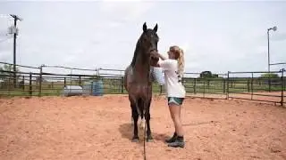 Training Mustang Jude - First Saddling