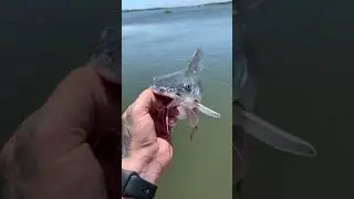 Gorgeous Florida Native Hardhead Catfish Catch & Release!