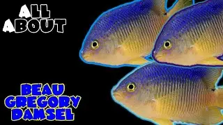 All About The Beau Gregory Damselfish or Dusky Damsel or Brazilian Damsel