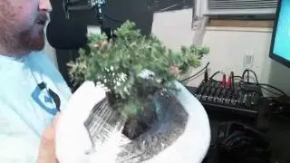 Miniature Young Juniper Bonsai Tree from EasternLeaf