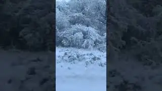 Russian Winter Train Snow деревья в снегу из окна поезда