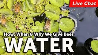 LIVE BEEKEEPING CHAT! GIVING BEES WATER - Why We Do It, How to Do It, When to Start & More!