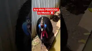 Cassowary: The Most Dangerous Bird in the World #shorts